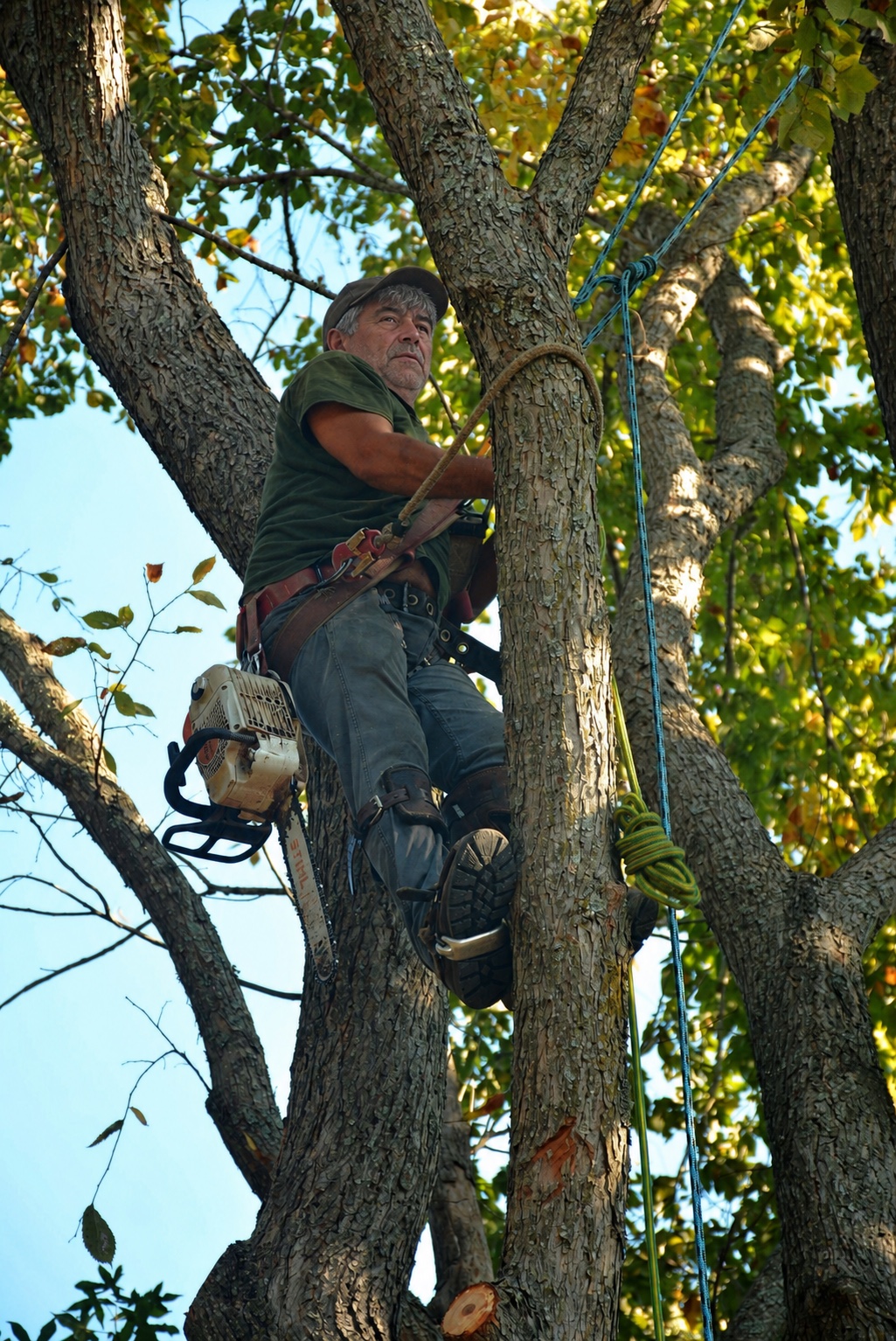 Nasello’s Tree Service — Tree trimming & pruning